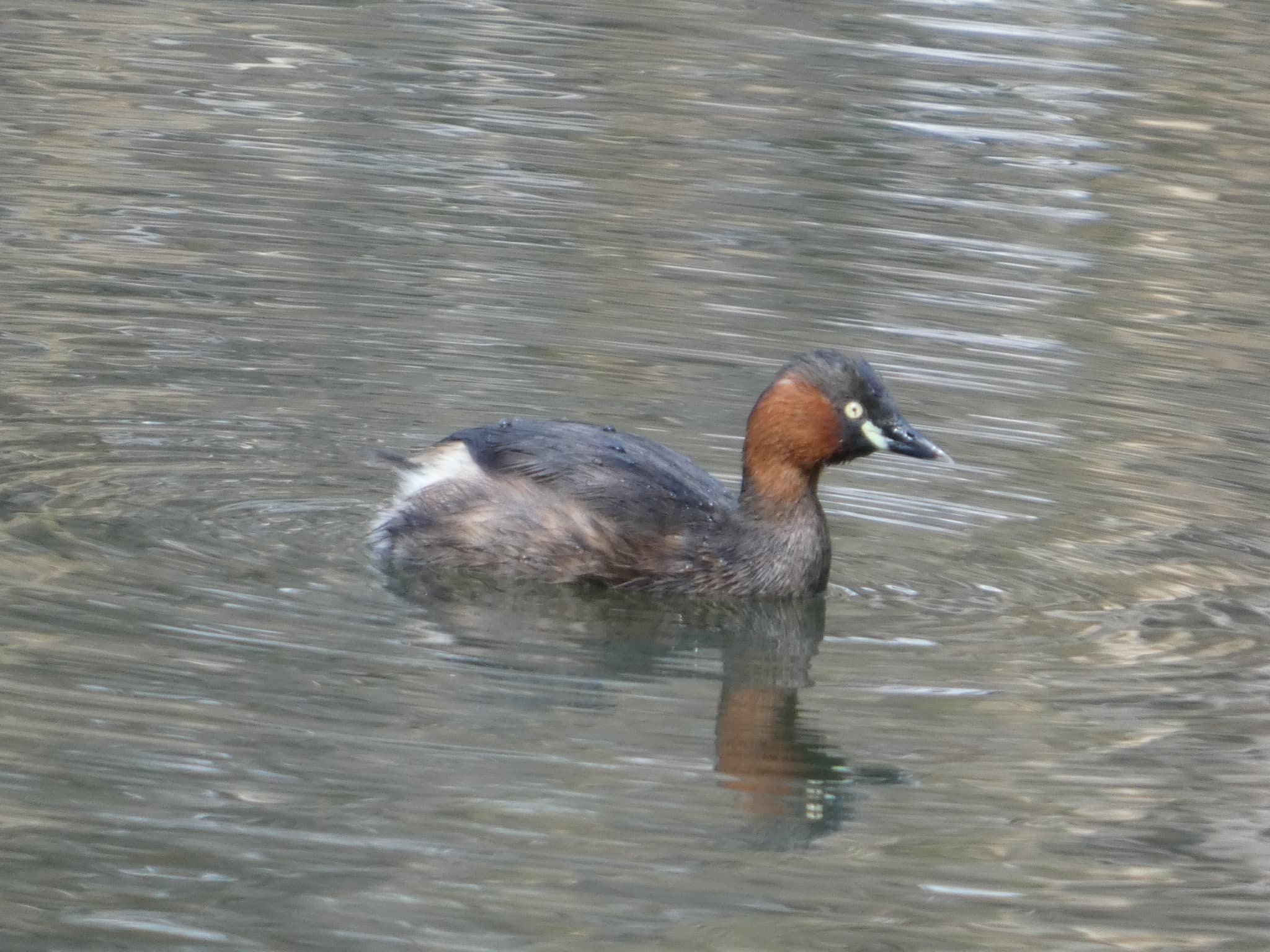 Tachybaptus ruficollis01